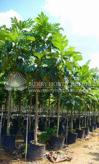Artocarpus ultilis (Bread Fruit) 1